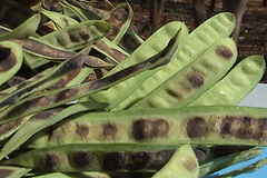 Acrocarpus fraxinifolius